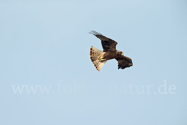 Zwergadler (Aquila pennata)