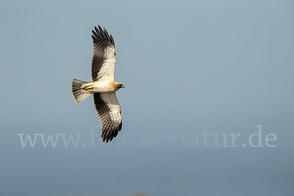 Zwergadler (Aquila pennata)