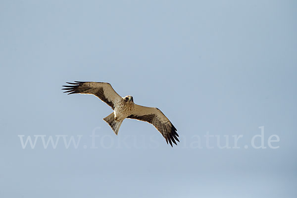 Zwergadler (Aquila pennata)