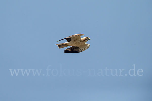 Zwergadler (Aquila pennata)