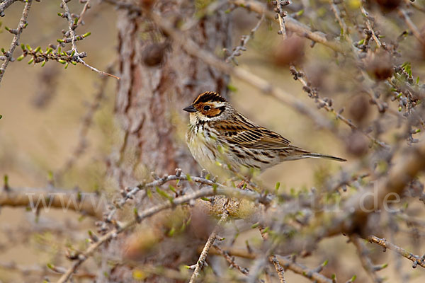 Zwergammer (Emberiza pusilla)