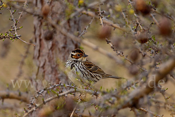 Zwergammer (Emberiza pusilla)