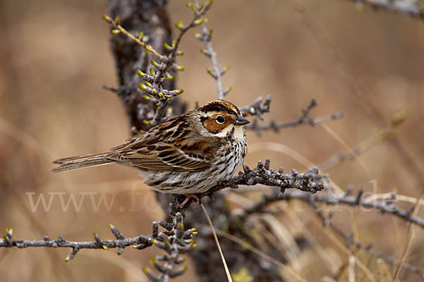 Zwergammer (Emberiza pusilla)