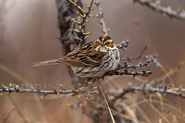 Zwergammer (Emberiza pusilla)