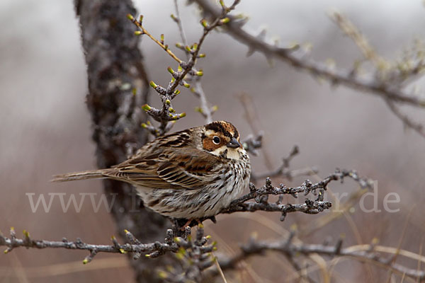 Zwergammer (Emberiza pusilla)