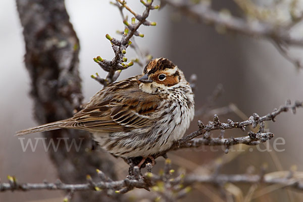 Zwergammer (Emberiza pusilla)