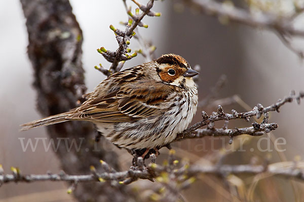 Zwergammer (Emberiza pusilla)