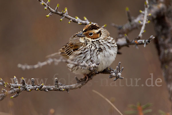 Zwergammer (Emberiza pusilla)