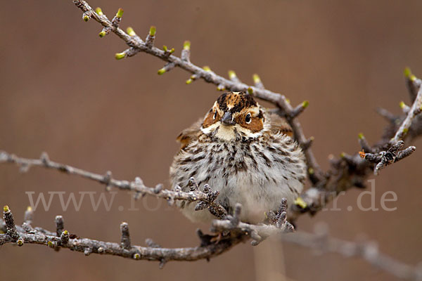 Zwergammer (Emberiza pusilla)