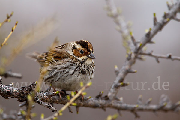 Zwergammer (Emberiza pusilla)