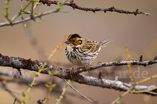 Zwergammer (Emberiza pusilla)