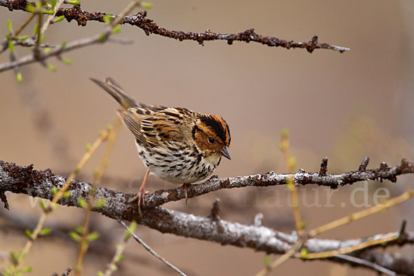 Zwergammer (Emberiza pusilla)