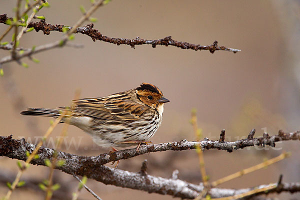 Zwergammer (Emberiza pusilla)