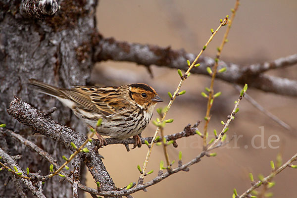 Zwergammer (Emberiza pusilla)