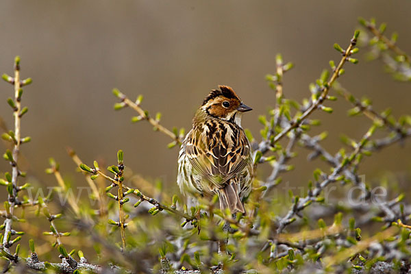 Zwergammer (Emberiza pusilla)