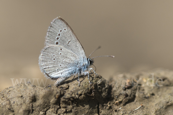 Zwergbläuling (Cupido minimus)