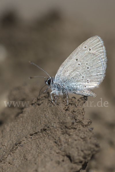 Zwergbläuling (Cupido minimus)