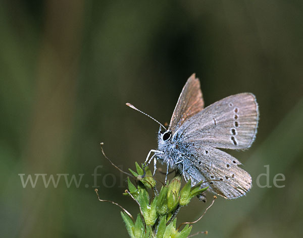 Zwergbläuling (Cupido minimus)