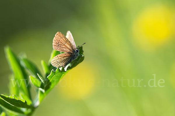 Zwergbläuling (Cupido minimus)