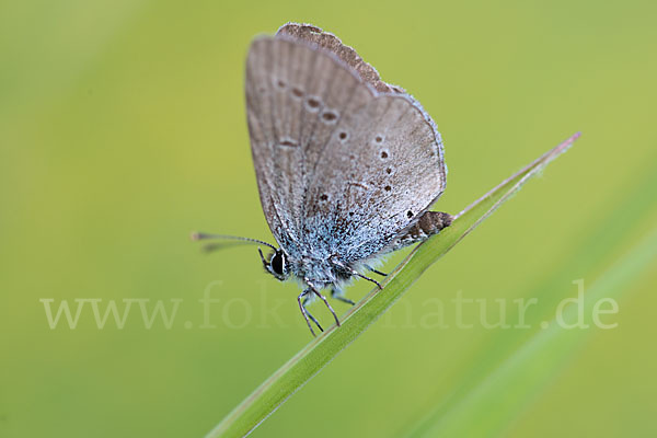 Zwergbläuling (Cupido minimus)