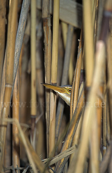 Zwergdommel (Ixobrychus minutus)