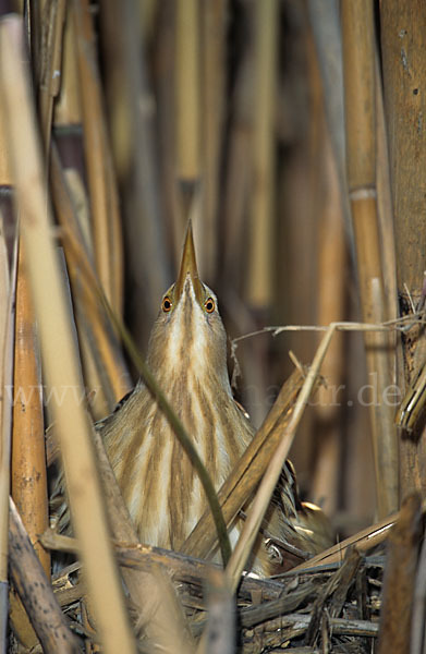 Zwergdommel (Ixobrychus minutus)