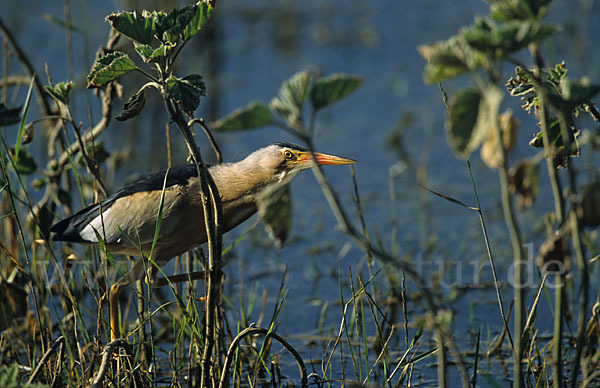 Zwergdommel (Ixobrychus minutus)