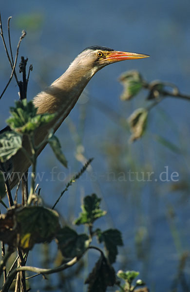 Zwergdommel (Ixobrychus minutus)