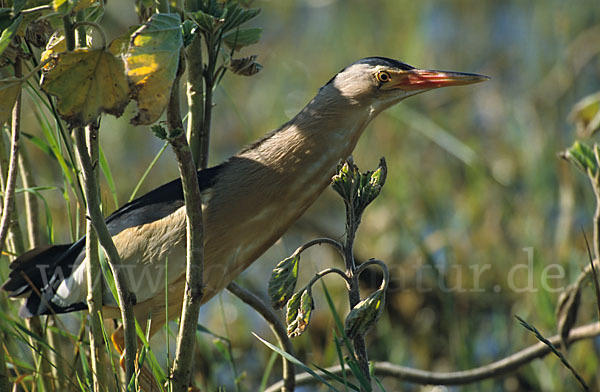 Zwergdommel (Ixobrychus minutus)