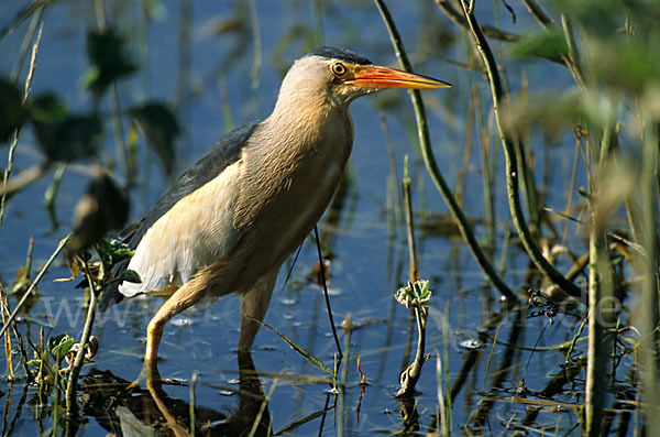 Zwergdommel (Ixobrychus minutus)