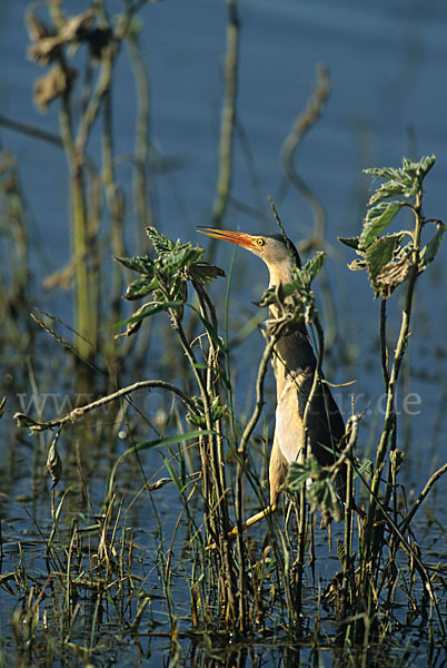 Zwergdommel (Ixobrychus minutus)