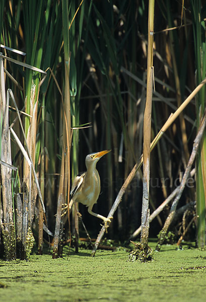 Zwergdommel (Ixobrychus minutus)