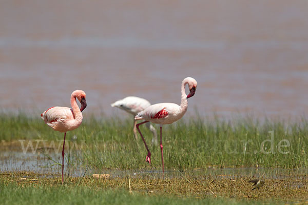 Zwergflamingo (Phoeniconaias minor)