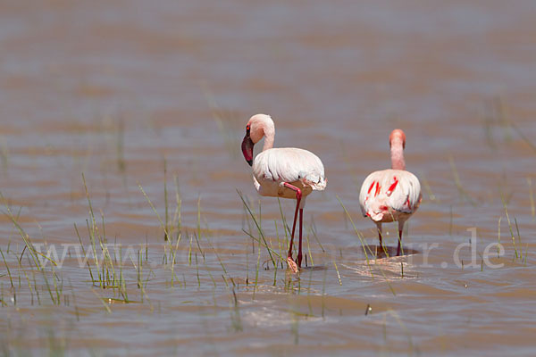 Zwergflamingo (Phoeniconaias minor)