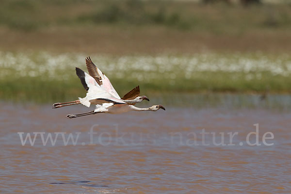 Zwergflamingo (Phoeniconaias minor)