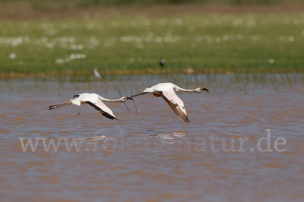 Zwergflamingo (Phoeniconaias minor)