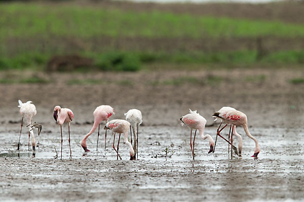 Zwergflamingo (Phoeniconaias minor)