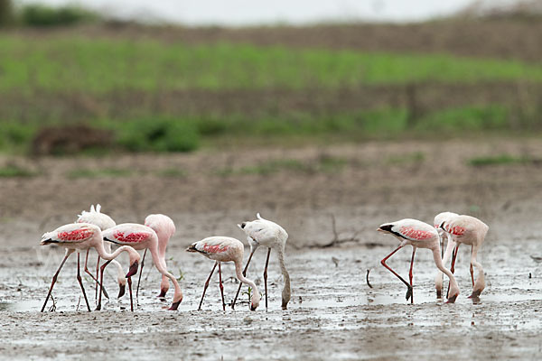 Zwergflamingo (Phoeniconaias minor)