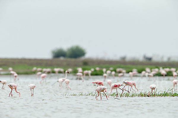 Zwergflamingo (Phoeniconaias minor)