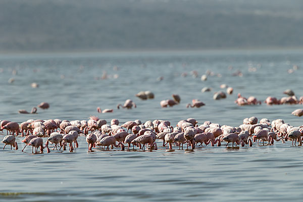 Zwergflamingo (Phoeniconaias minor)