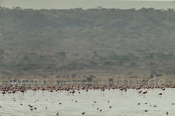 Zwergflamingo (Phoeniconaias minor)