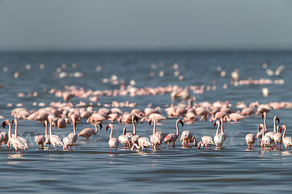 Zwergflamingo (Phoeniconaias minor)