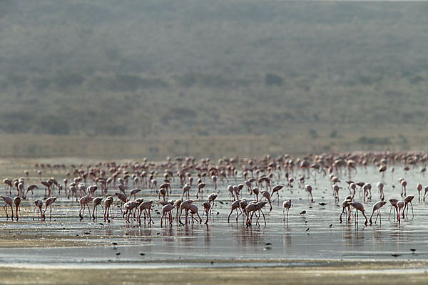 Zwergflamingo (Phoeniconaias minor)