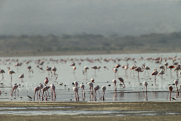 Zwergflamingo (Phoeniconaias minor)