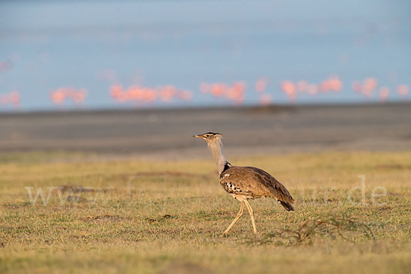 Zwergflamingo (Phoeniconaias minor)