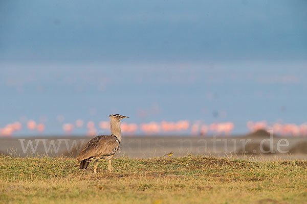 Zwergflamingo (Phoeniconaias minor)