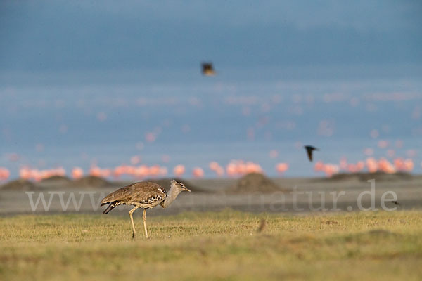 Zwergflamingo (Phoeniconaias minor)