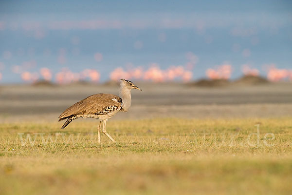 Zwergflamingo (Phoeniconaias minor)