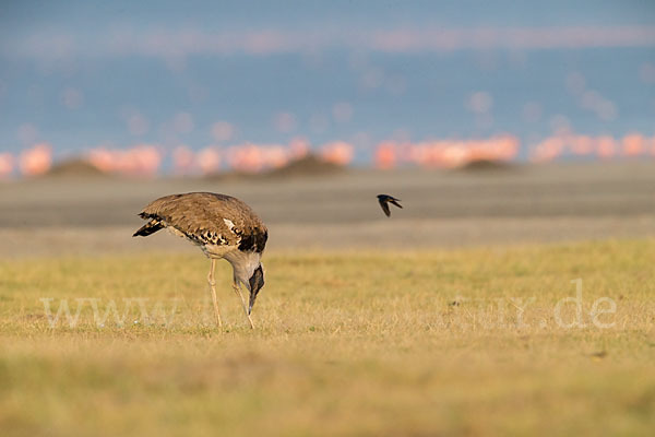 Zwergflamingo (Phoeniconaias minor)