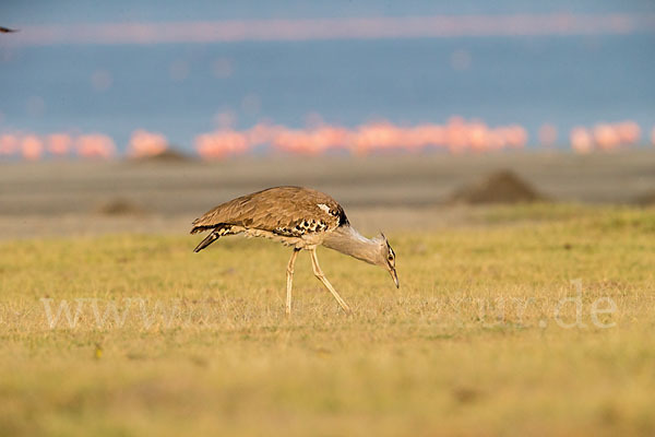 Zwergflamingo (Phoeniconaias minor)